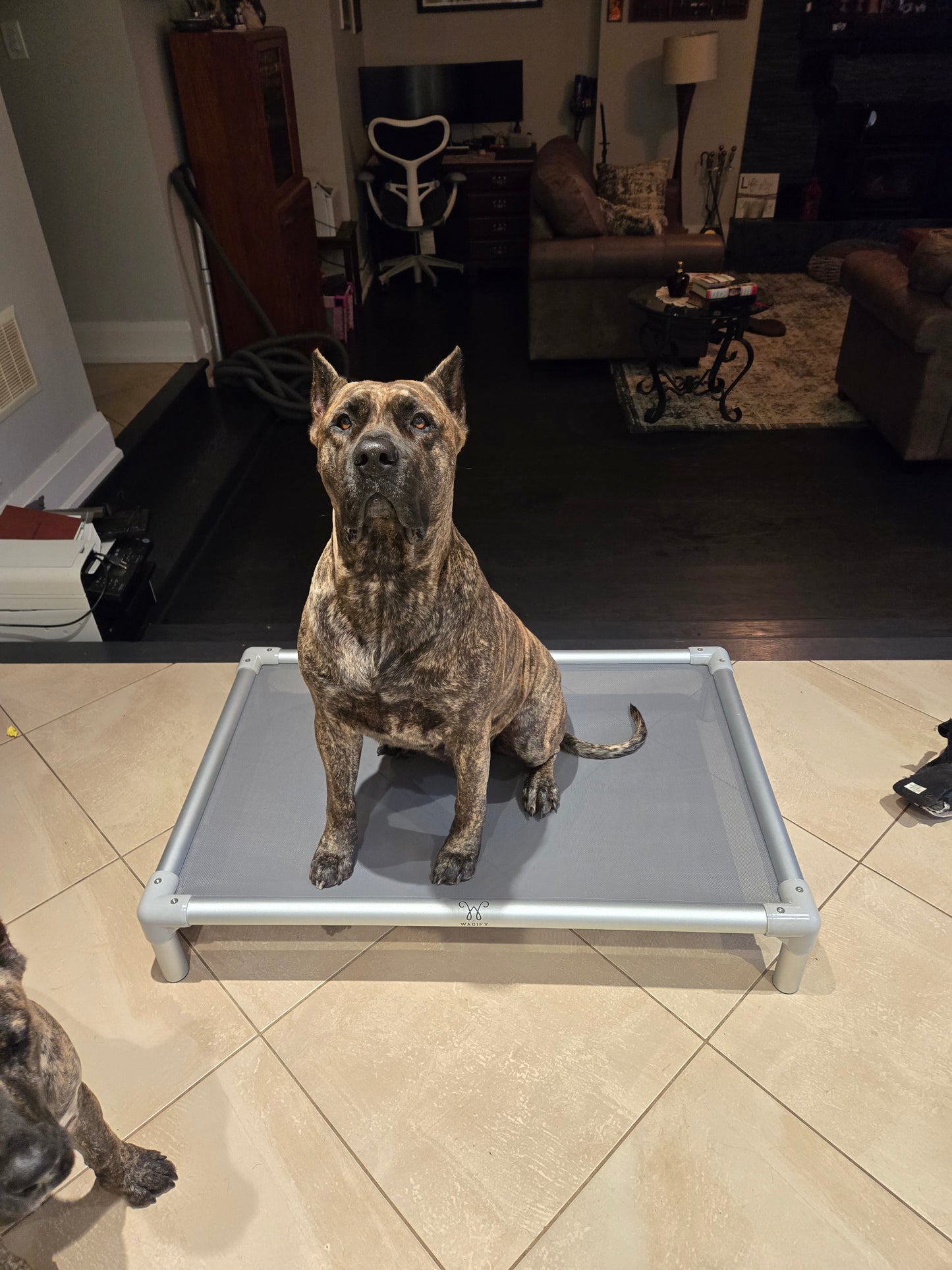 Wagify Dog Bed