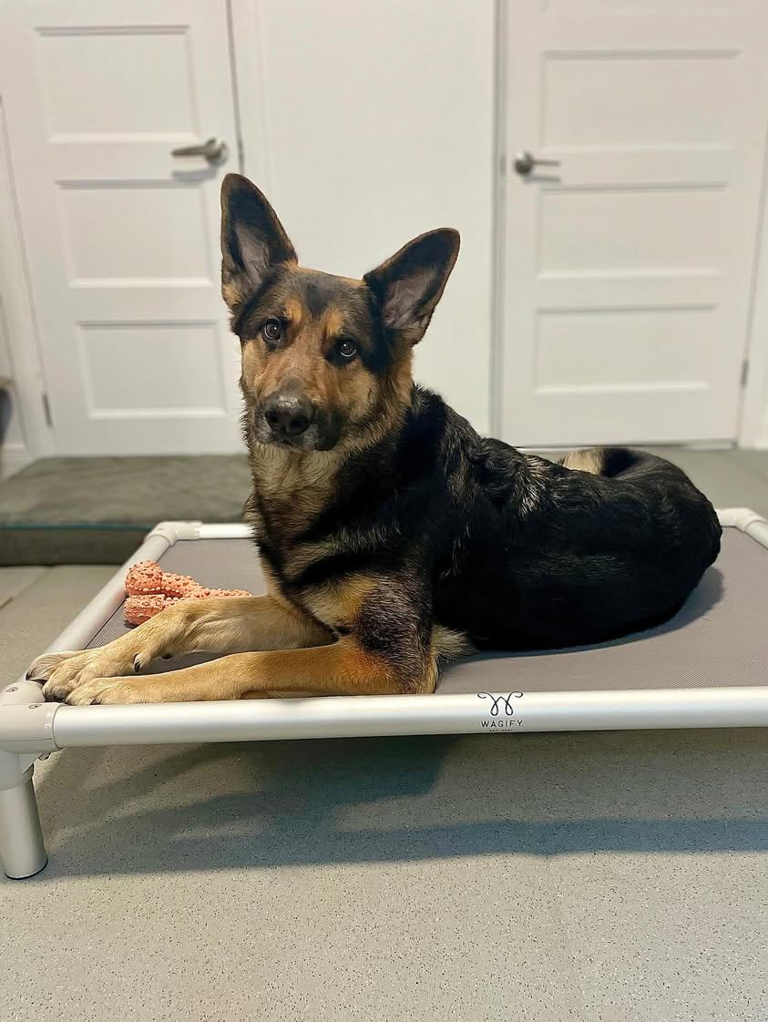 Wagify Dog Bed