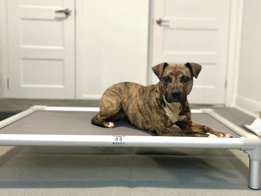 Wagify Dog Bed